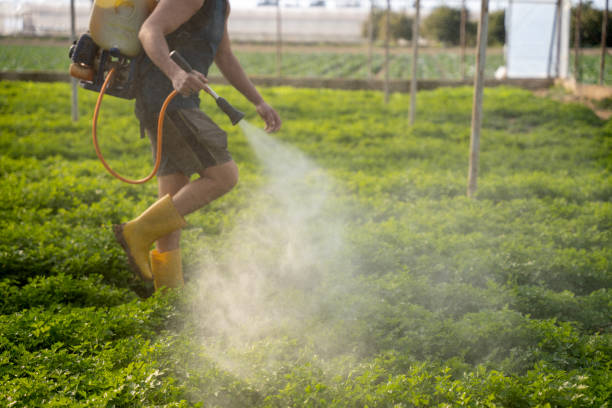 Best Ant Control Services  in Clermont, FL