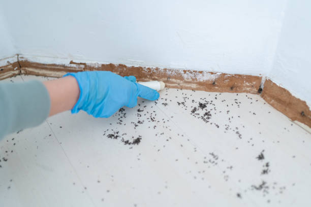 Best Flea Control Services  in Clermont, FL